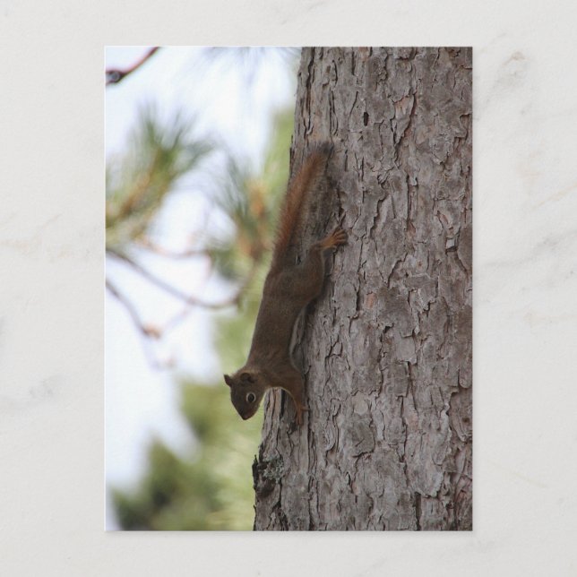 Carte postale Updown Squirrel (Devant)