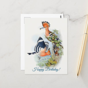 Carte Postale Upupa Epops