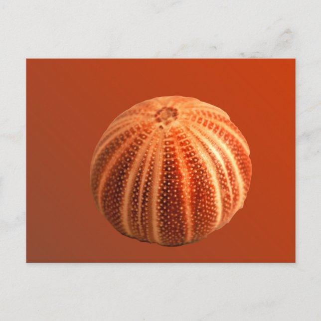 Carte Postale Urchin (Devant)