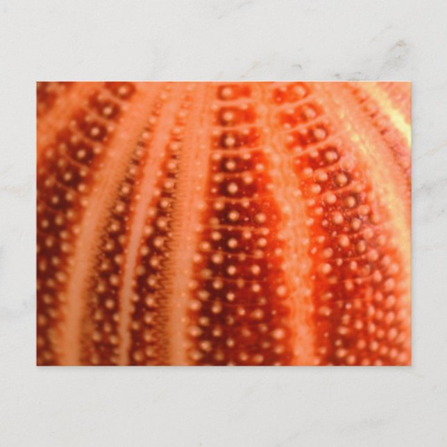 Carte Postale Urchin (Devant)
