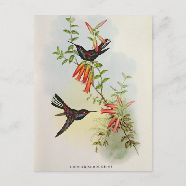 Carte Postale Urochroa Bougieri (Devant)