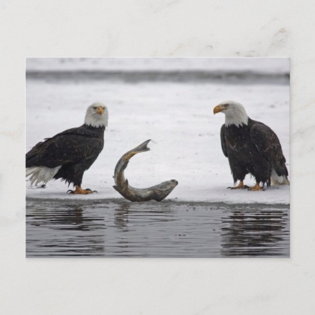 Carte Postale USA, Alaska, Chilkat Bald Eagle Preserve. Paire (Devant)