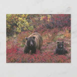 Carte Postale USA, Alaska, Denali National Park. Ours grizzli