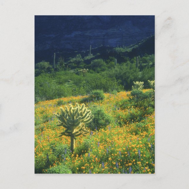 Carte Postale USA, Arizona, Organ Pipe Cactus National (Devant)