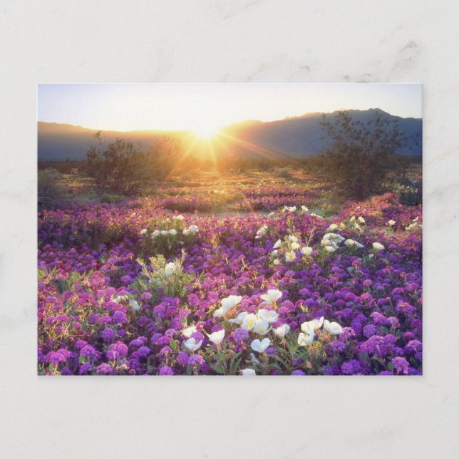 Carte Postale USA, Californie, Anza-Borrego Desert State Park. 2 (Devant)