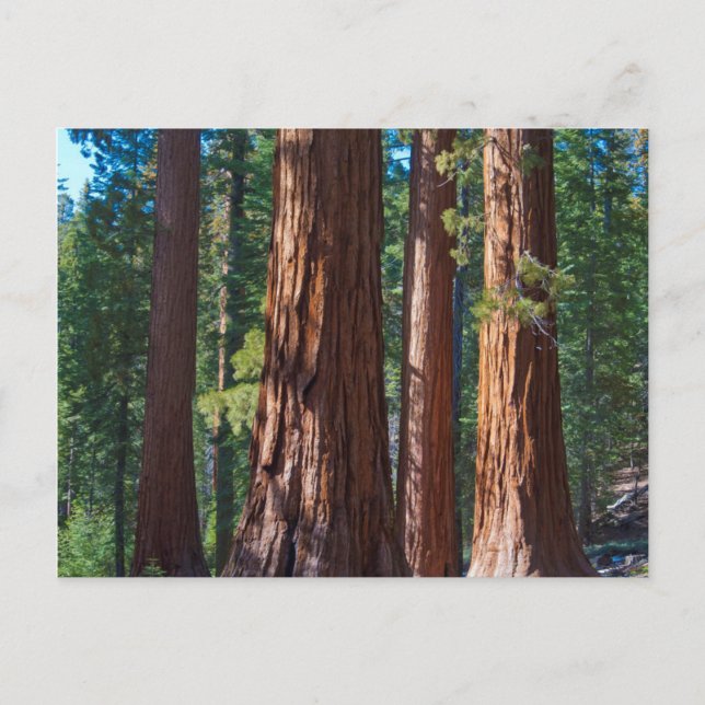 Carte Postale USA, Californie. Troncs de séquoia, Mariposa (Devant)