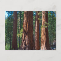 USA, Californie. Troncs de séquoia, Mariposa
