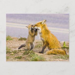 Carte Postale USA, Colorado, Breckenridge. Renard roux mère 2