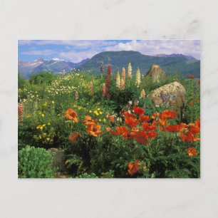 Carte Postale USA, Colorado, Crested Butte. Pépites et lupines
