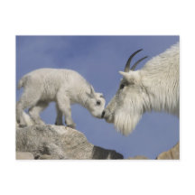 USA, Colorado, Mont Evans. Mère de chèvre de monta