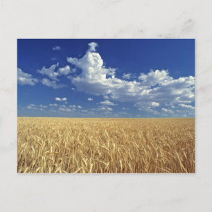 Carte Postale USA, Etat de Washington, Colfax. Blé mûr