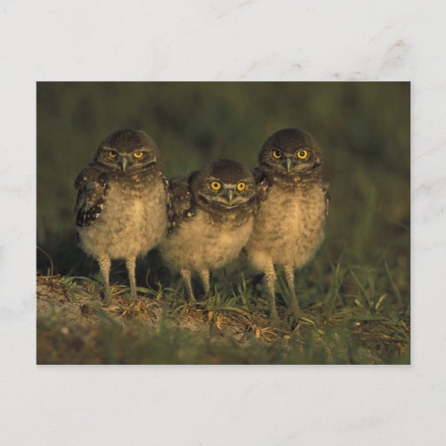 Carte Postale USA, Floride, Cap Coral. Trois Chouettes (Devant)