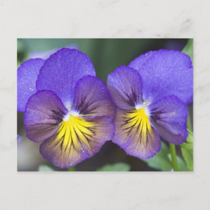 Carte Postale USA, Georgia, Pine Mountain. A closeup of pansy