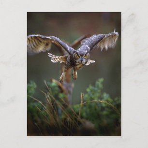 Carte Postale USA, Géorgie, Pine Mountain, Callaway Gardens.