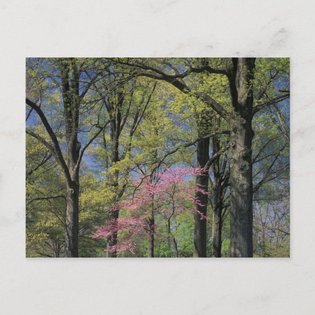Carte Postale USA, Kentucky, Louisville. Redbud oriental (Devant)