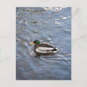 Carte Postale USA, Maine, Camden, Mallard Canard sur le lac