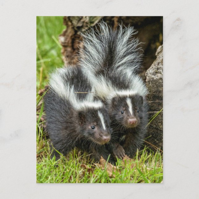 Carte Postale USA, Minnesota, Sandstone, Minnesota Wildlife (Devant)