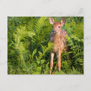 Carte Postale USA, Minnesota, Sandstone, Minnesota Wildlife 10