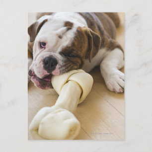 Carte Postale USA, New Jersey, Jersey City, mignonne chiot 2