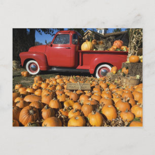 Carte Postale USA, New York, Peconic, ferme citrouille avec rama