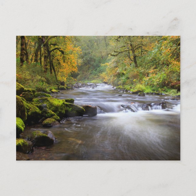 Carte Postale USA, Oregon, Columbia River Gorge, Tanner Creek (Devant)