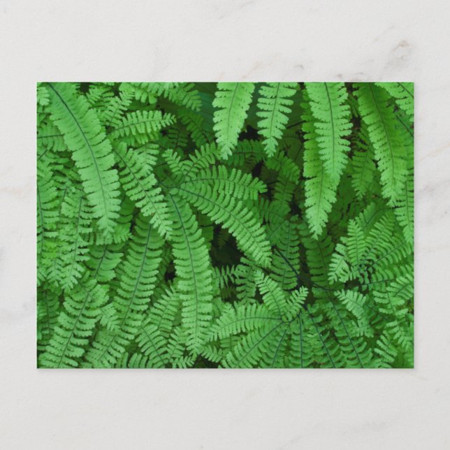 Carte Postale USA, Oregon, Silverton. Maidenhair Ferns (Devant)