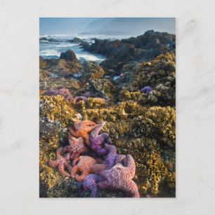 Carte Postale USA, Oregon. Starfish and sea stars