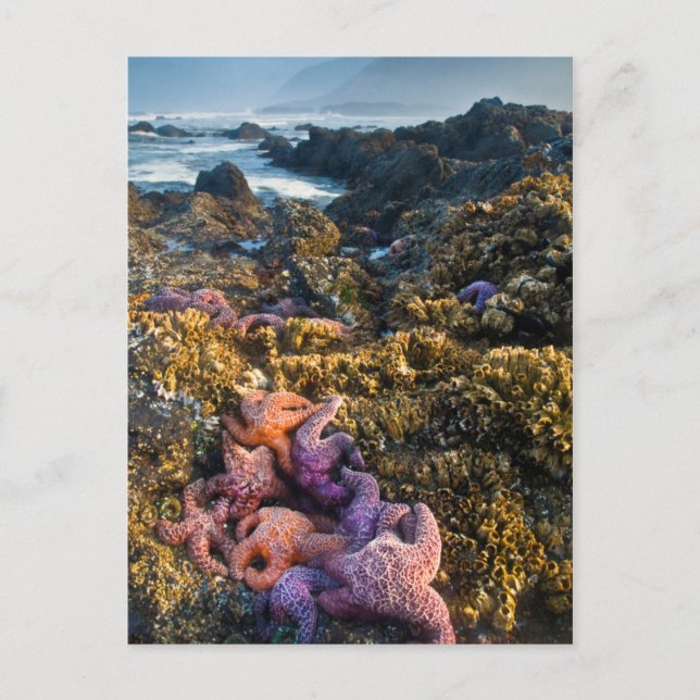 Carte Postale USA, Oregon. Starfish and sea stars (Devant)