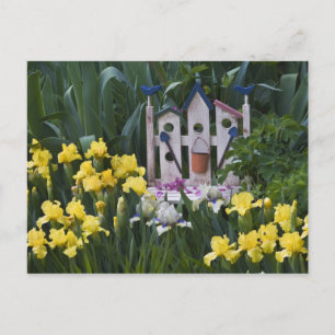 Carte Postale USA, Pennsylvanie. Les iris des jardins poussent a