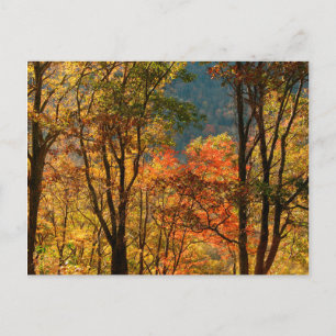 Carte Postale USA, Tennessee. Folithe d'automne