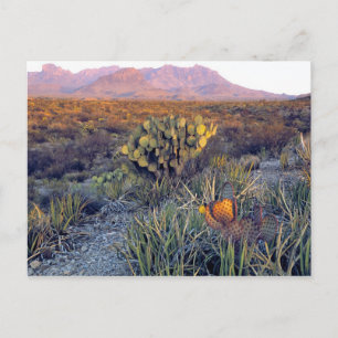 Carte Postale USA, Texas, Big Bend NP. Un crépuscule rose sable