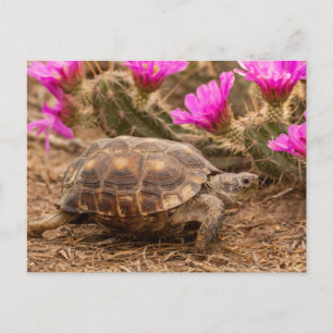 Carte Postale USA, Texas, comté d'Hidalgo. Tortue