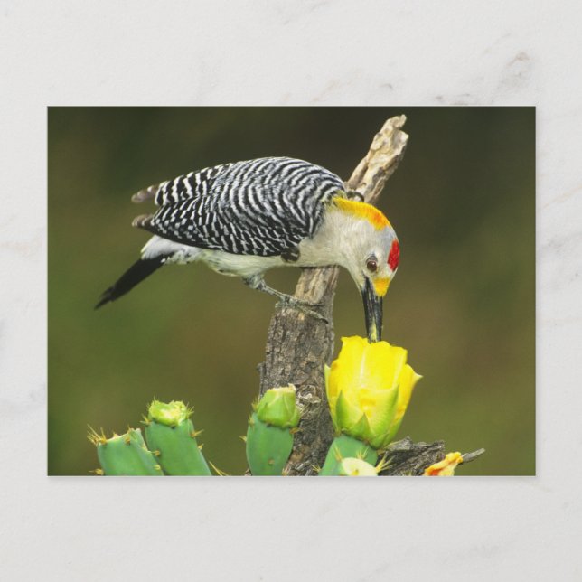 Carte Postale USA, Texas, Rio Grande Valley, McAllen. Homme (Devant)