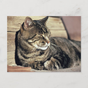 Carte Postale USA, Utah, Capitol Reef NP. Sleeping tabby cat