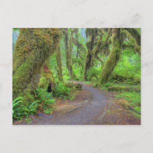 Carte Postale USA, Washington, Olympic National Park, Hoh 2