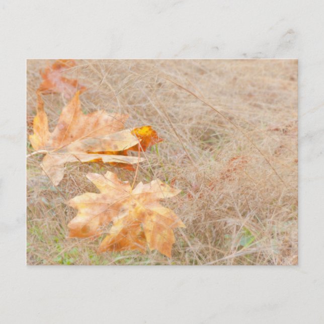 Carte Postale USA, Washington, Quinault. Feuilles d'érable (Devant)