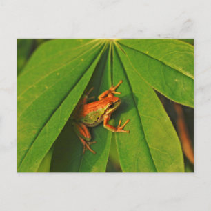 Carte Postale USA, Washington, Seattle, Discovery Park 2