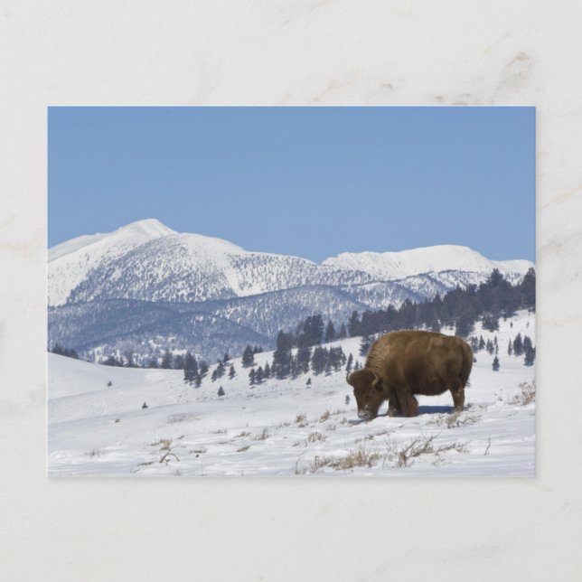 Carte Postale USA, WY, Yellowstone NP, American Bison Bison (Devant)