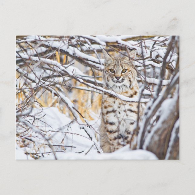 Carte Postale USA, Wyoming, Bobcat (Devant)