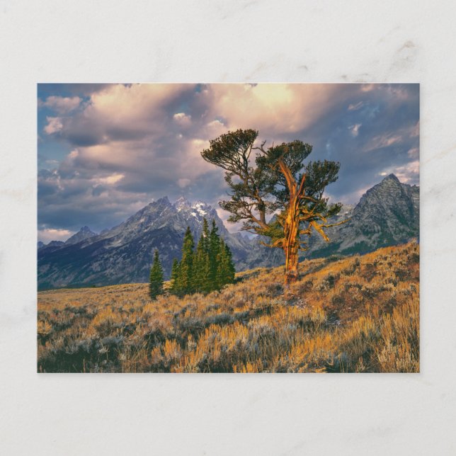 Carte Postale USA, Wyoming, Grand Teton NP. Sunrise accueille un (Devant)