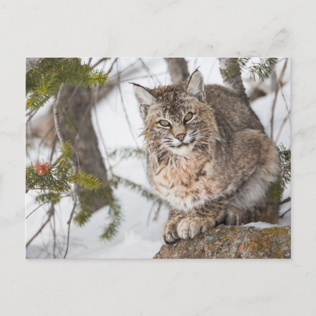 Carte Postale USA, Wyoming, Parc national de Yellowstone, Bobcat (Devant)