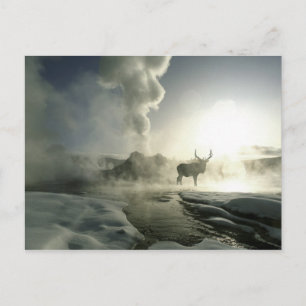 Carte Postale USA, Wyoming, Parc National de Yellowstone. Soleil