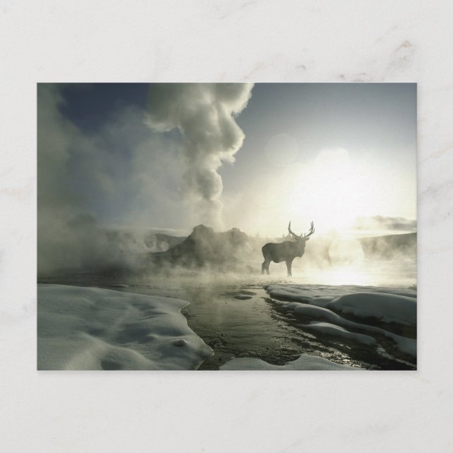 Carte Postale USA, Wyoming, Parc National de Yellowstone. Soleil (Devant)