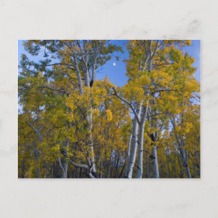 Carte Postale Utah. États-Unis. Peupliers trembles et lune au cr