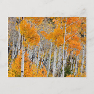 Carte Postale Utah, États-Unis. Peupliers Trembles (Populus Trem