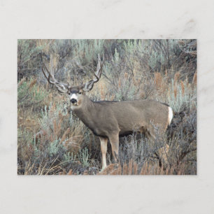 Carte Postale Utah mule deer buck