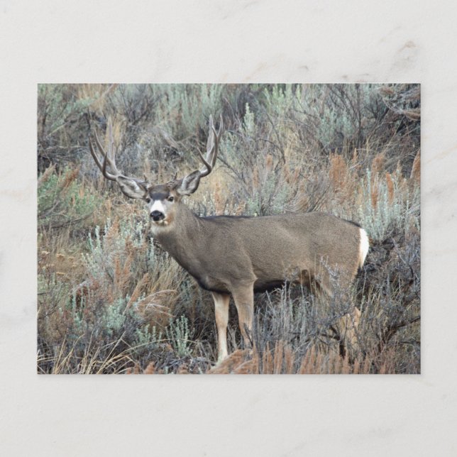 Carte Postale Utah mule deer buck (Devant)