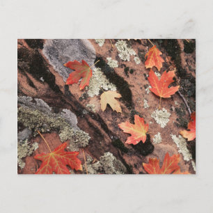 Carte Postale Utah, parc national de Zion, Motifs d'automne