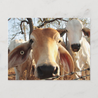Carte Postale Vache