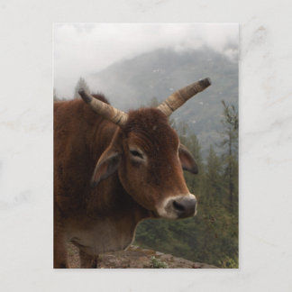 Carte Postale Vache